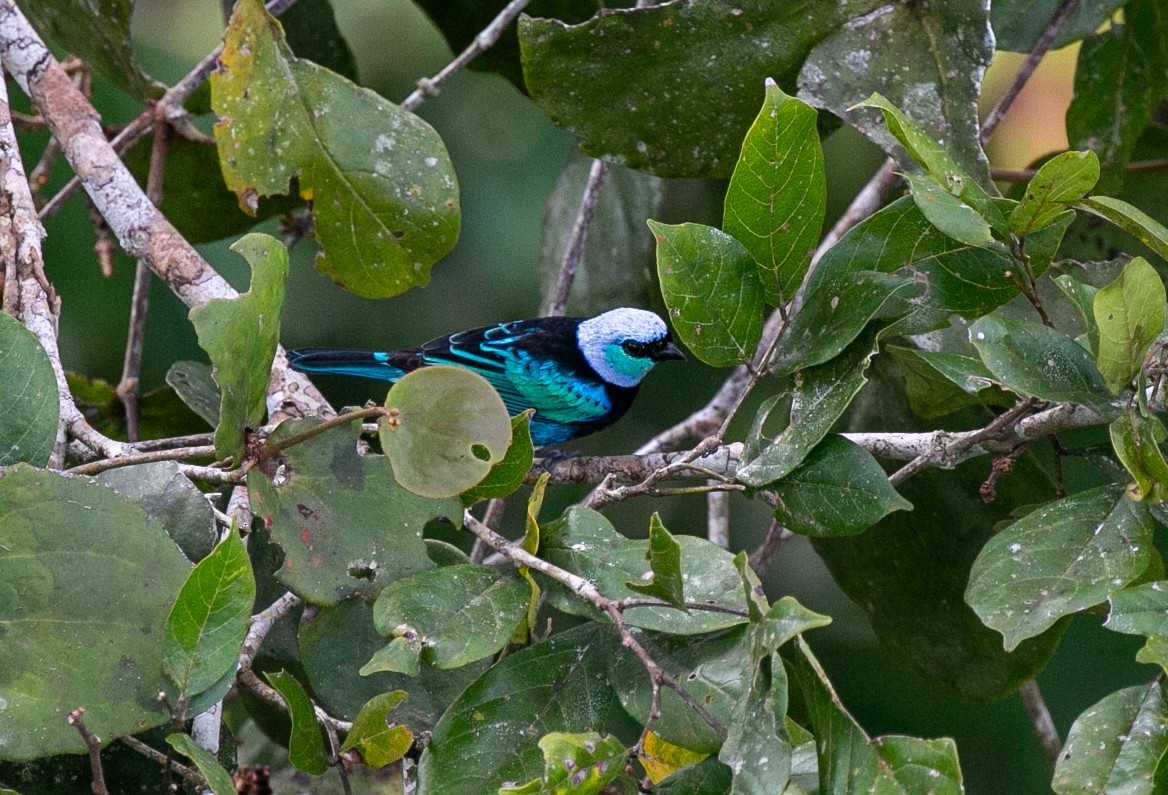 Масковая танагра - ML644530193