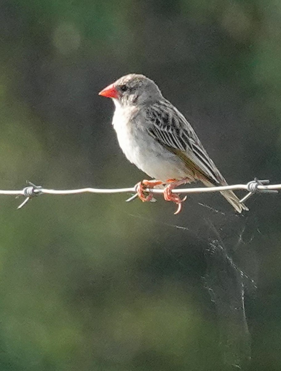Квелія червонодзьоба - ML644530194