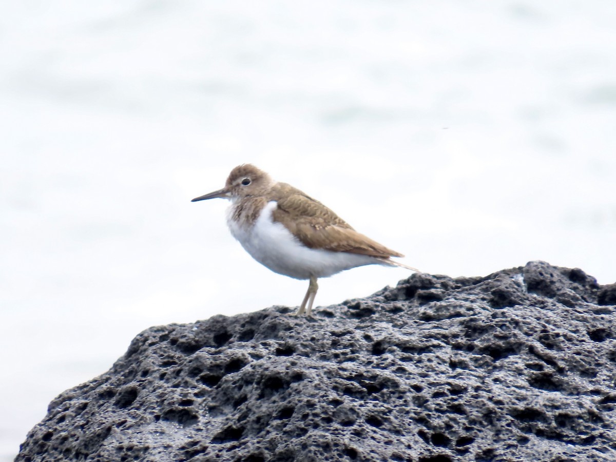 磯鷸 - ML644530195