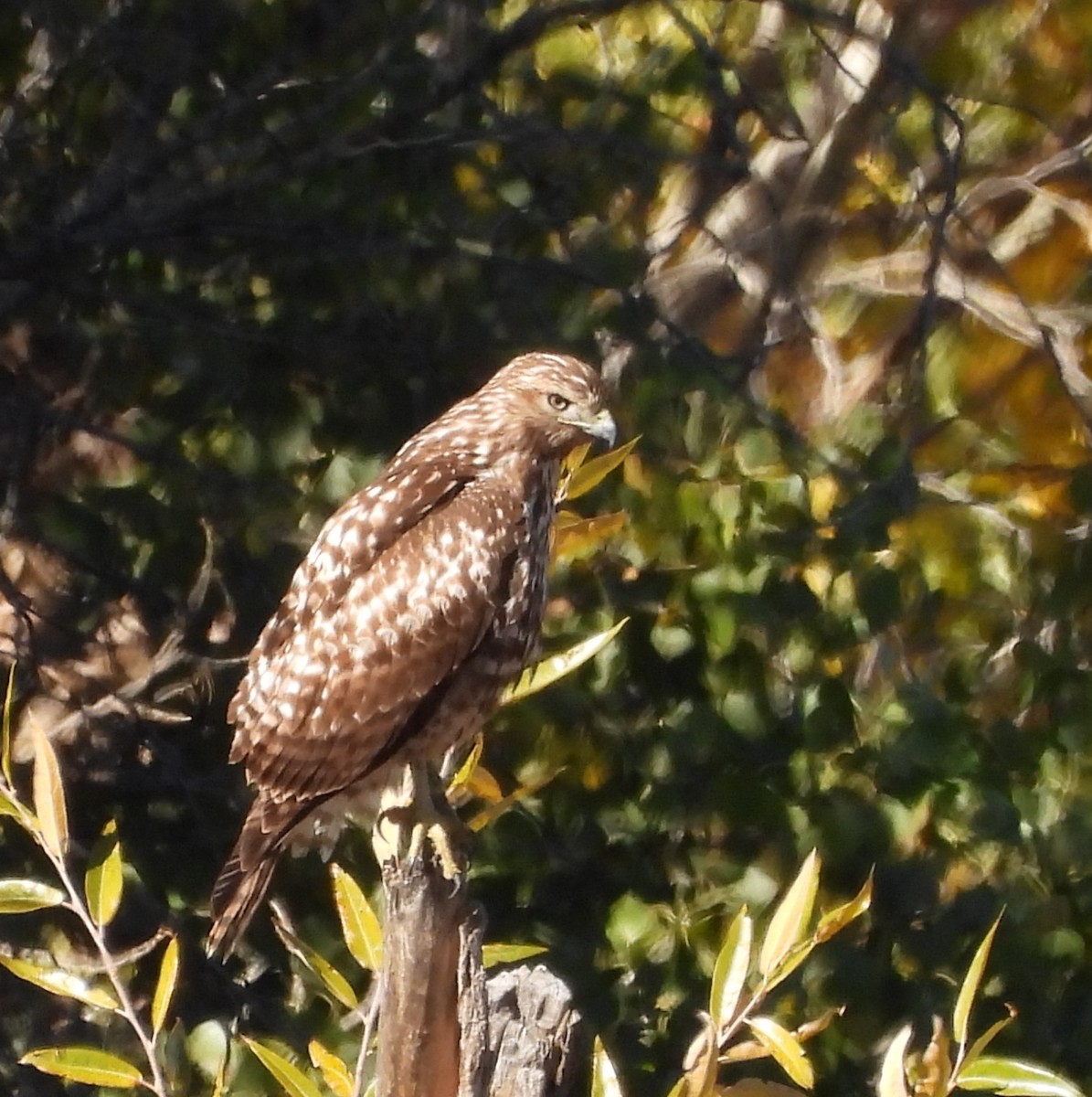 Poiana codarossa - ML644530197