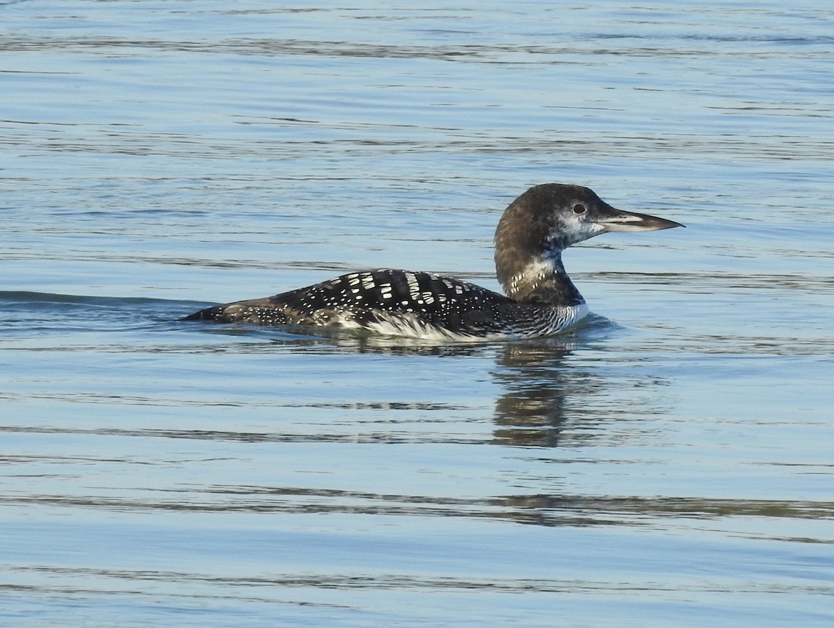 Common Loon - ML644530200
