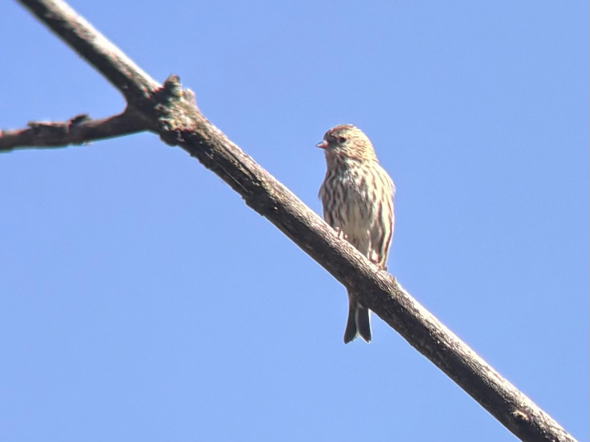 Pine Siskin - ML644530204