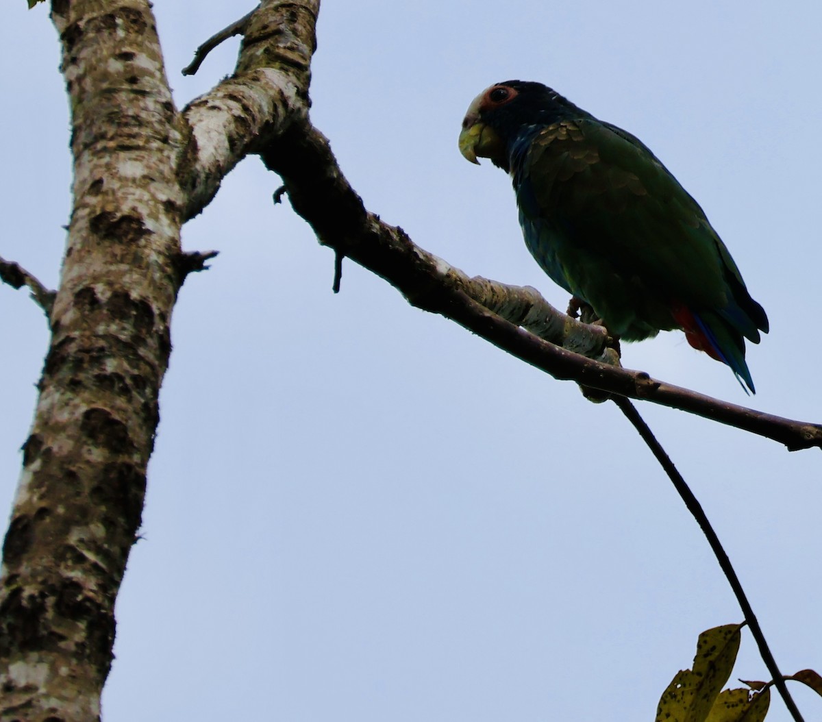 Loro Senil - ML644530205