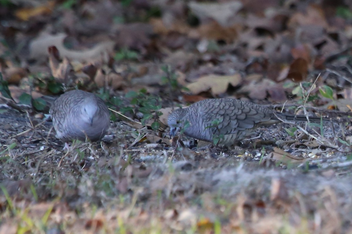 Colombe inca - ML644530208