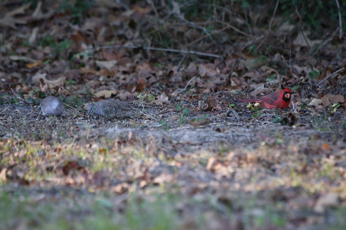 Cardinal rouge (groupe cardinalis) - ML644530212