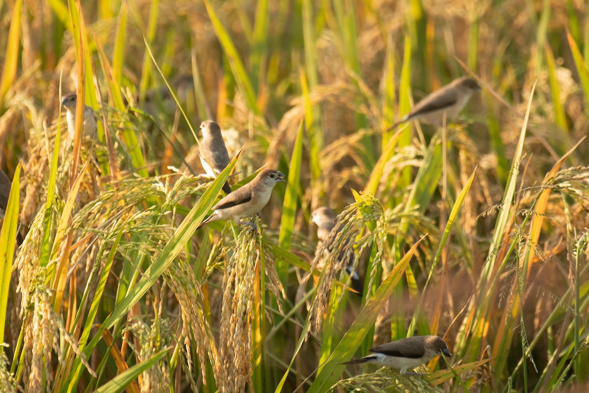 Indian Silverbill - ML644530214