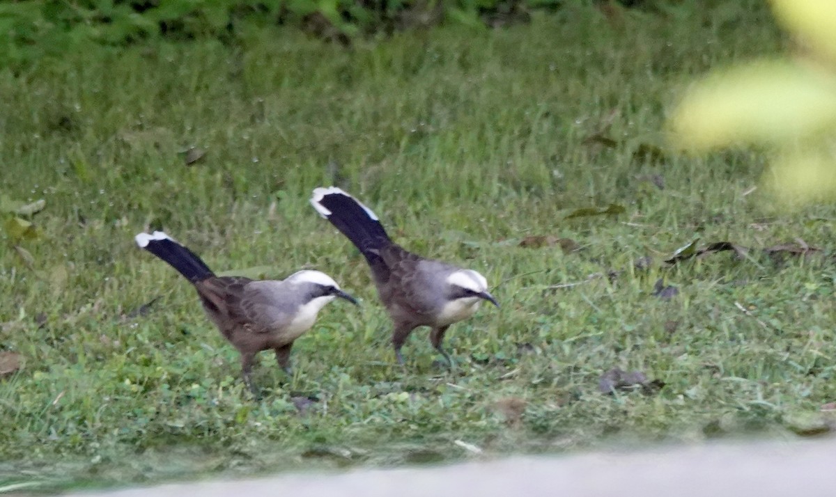 オーストラリアマルハシ - ML644530233