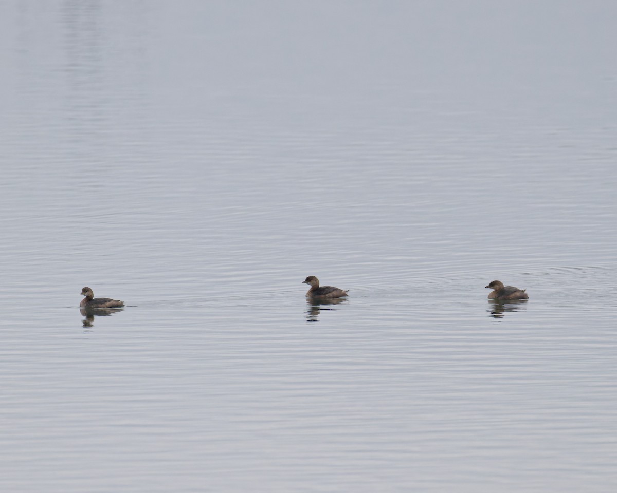 Pied-billed Grebe - ML644530247