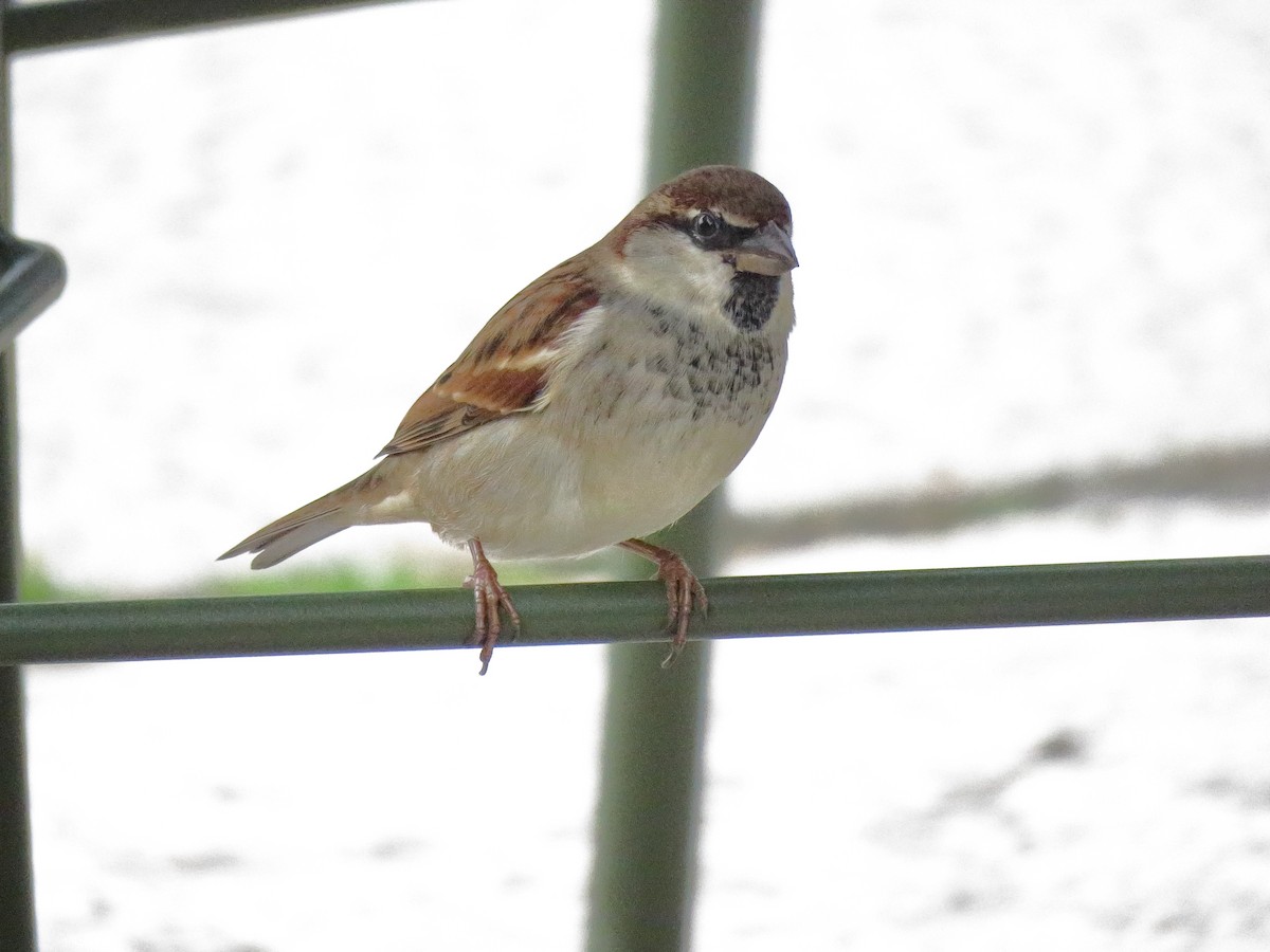 Passera d'Italia - ML644530283