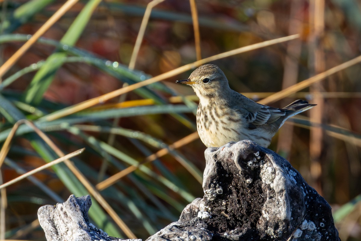American Pipit - ML644530285