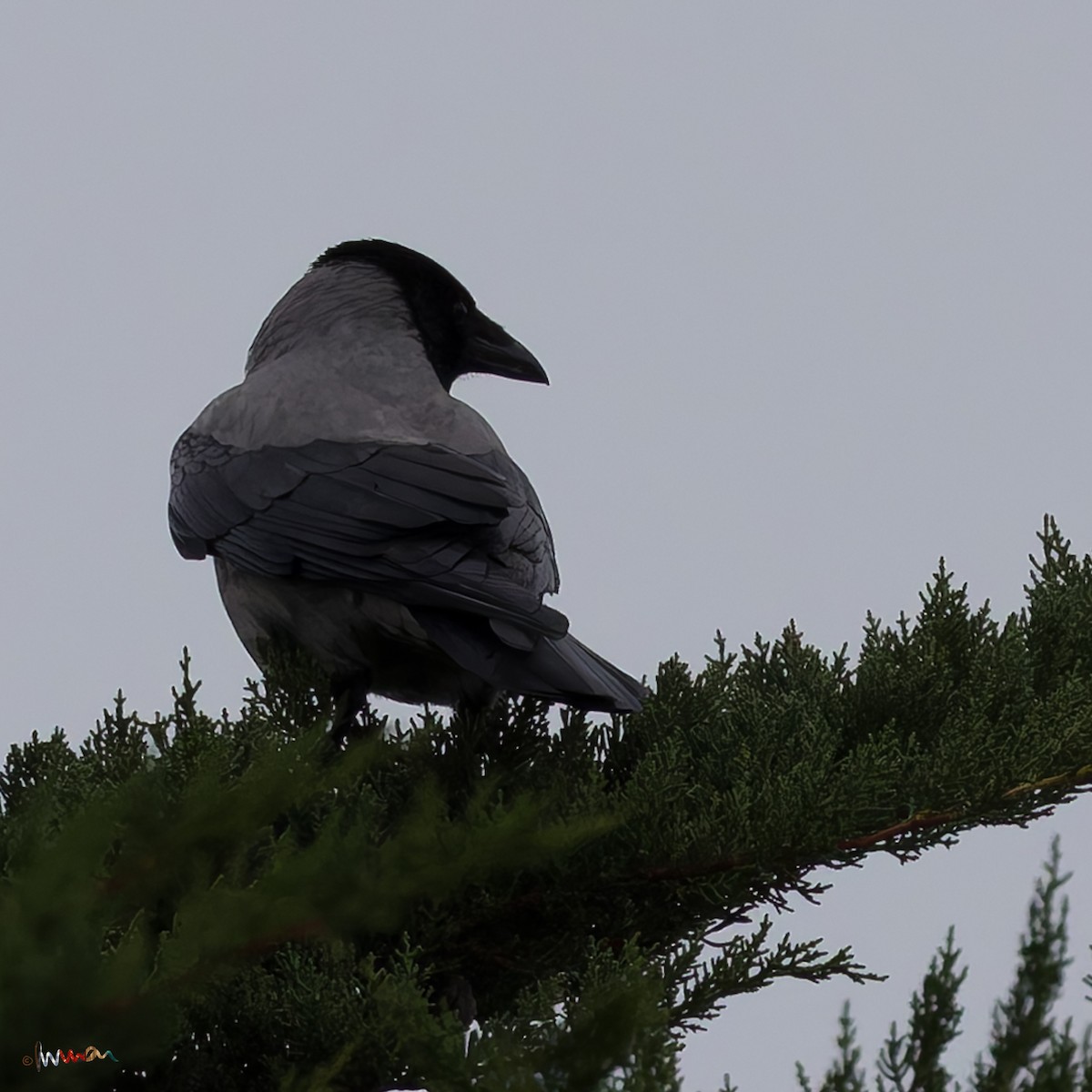 Hooded Crow - ML644530289