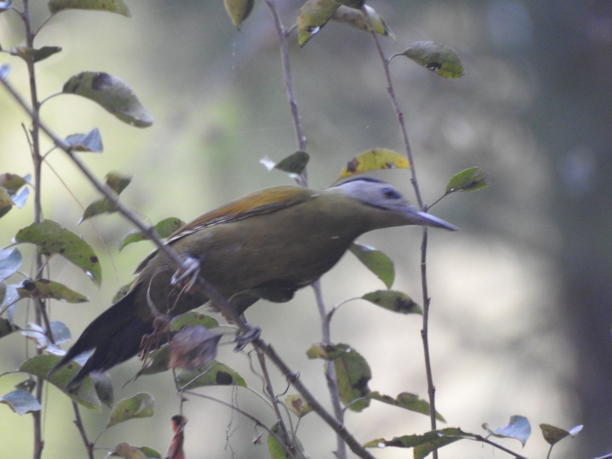 Жовна сива - ML644530299