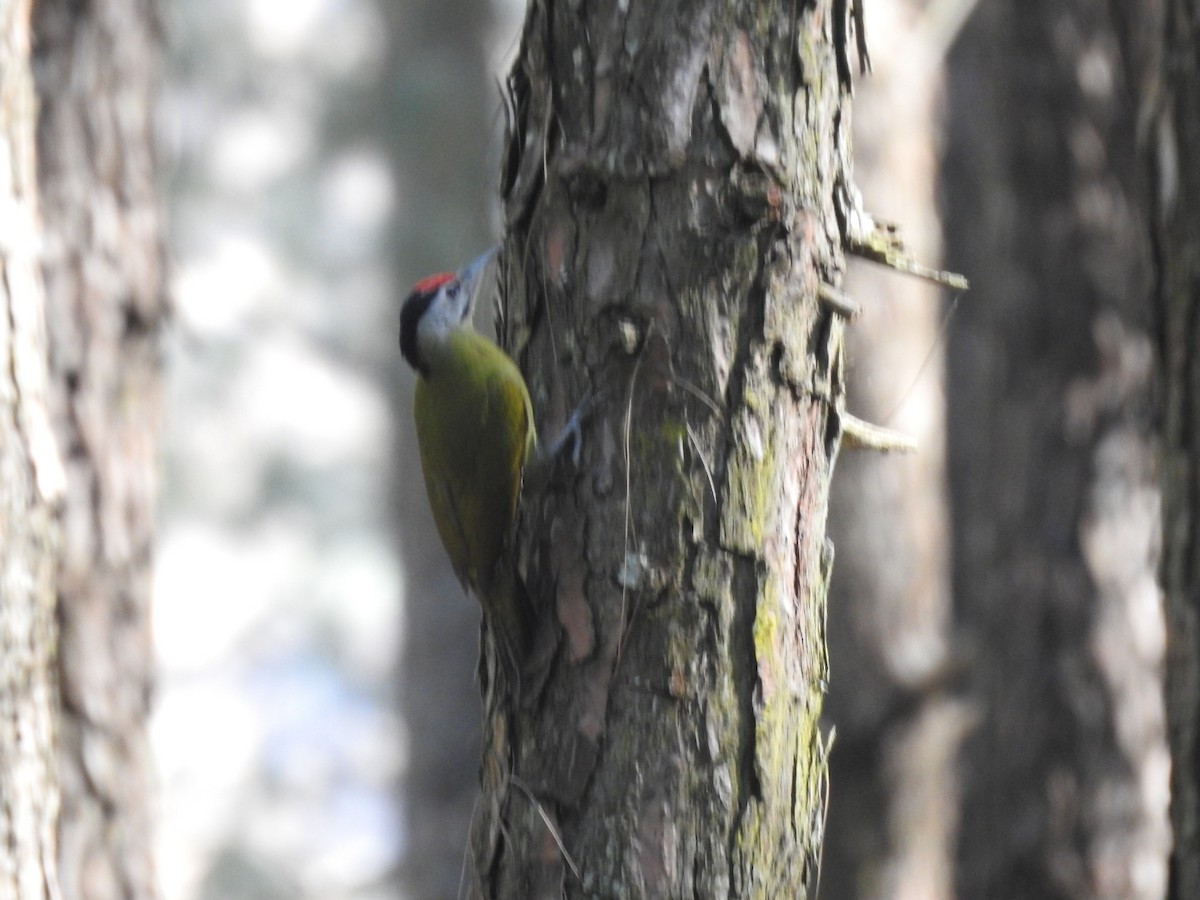 Жовна сива - ML644530300