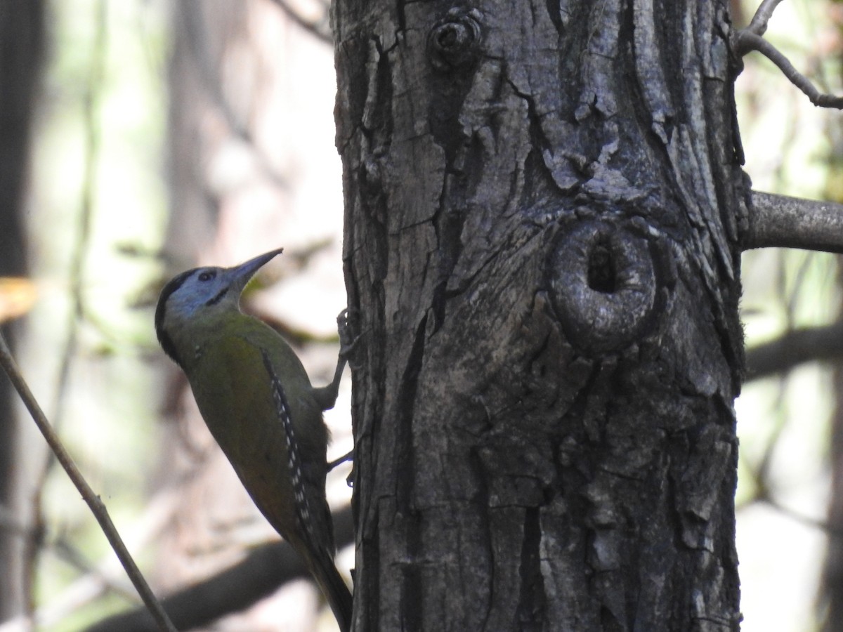 Жовна сива - ML644530301