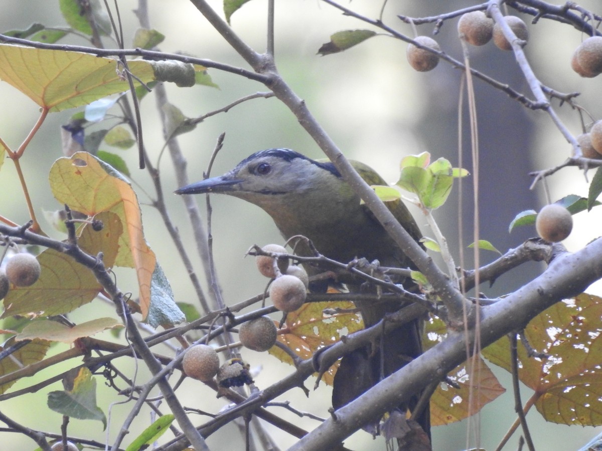 Жовна сива - ML644530302