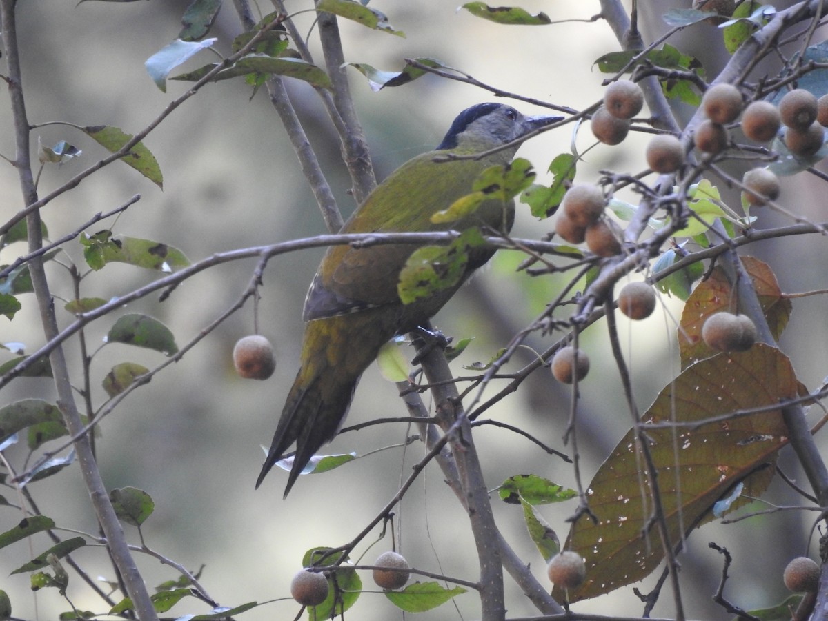 Жовна сива - ML644530303