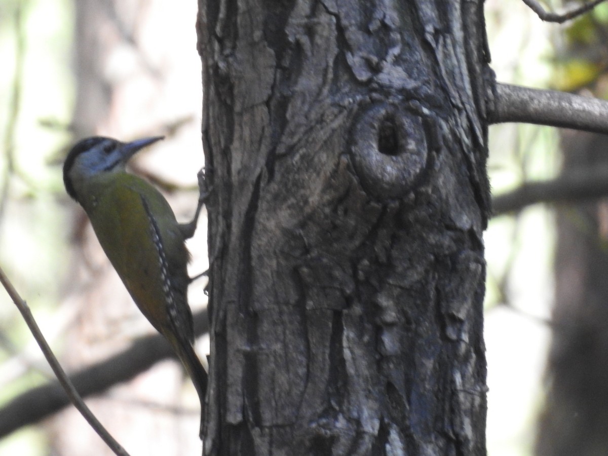 Жовна сива - ML644530304