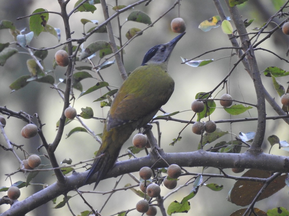 Жовна сива - ML644530306