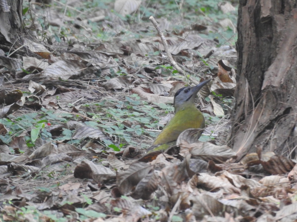 Жовна сива - ML644530307