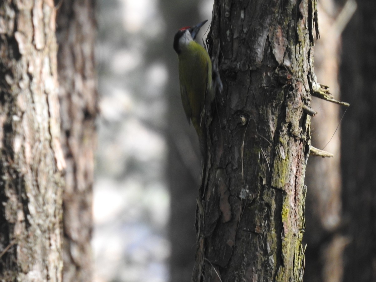 Жовна сива - ML644530308