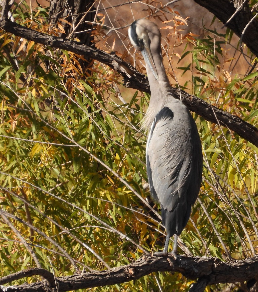Great Blue Heron - ML644530317