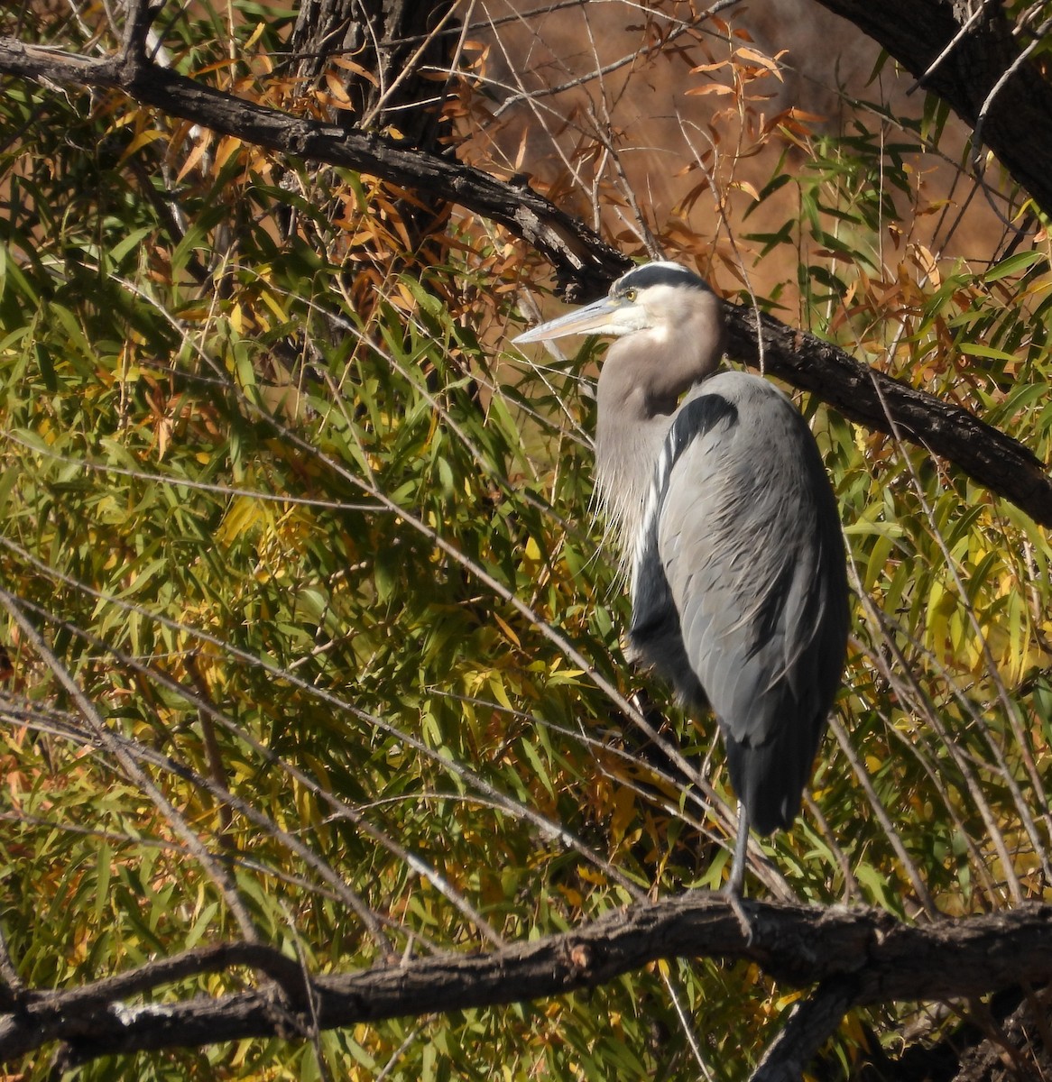 Great Blue Heron - ML644530318