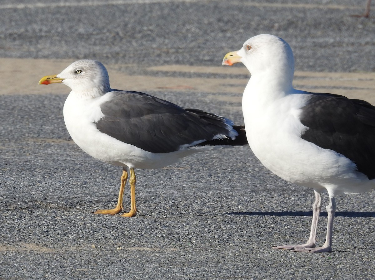 Lesser Black-backed Gull - ML644530319