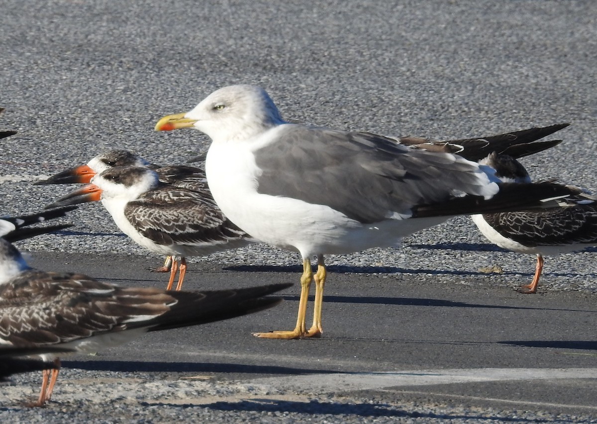 Lesser Black-backed Gull - ML644530320