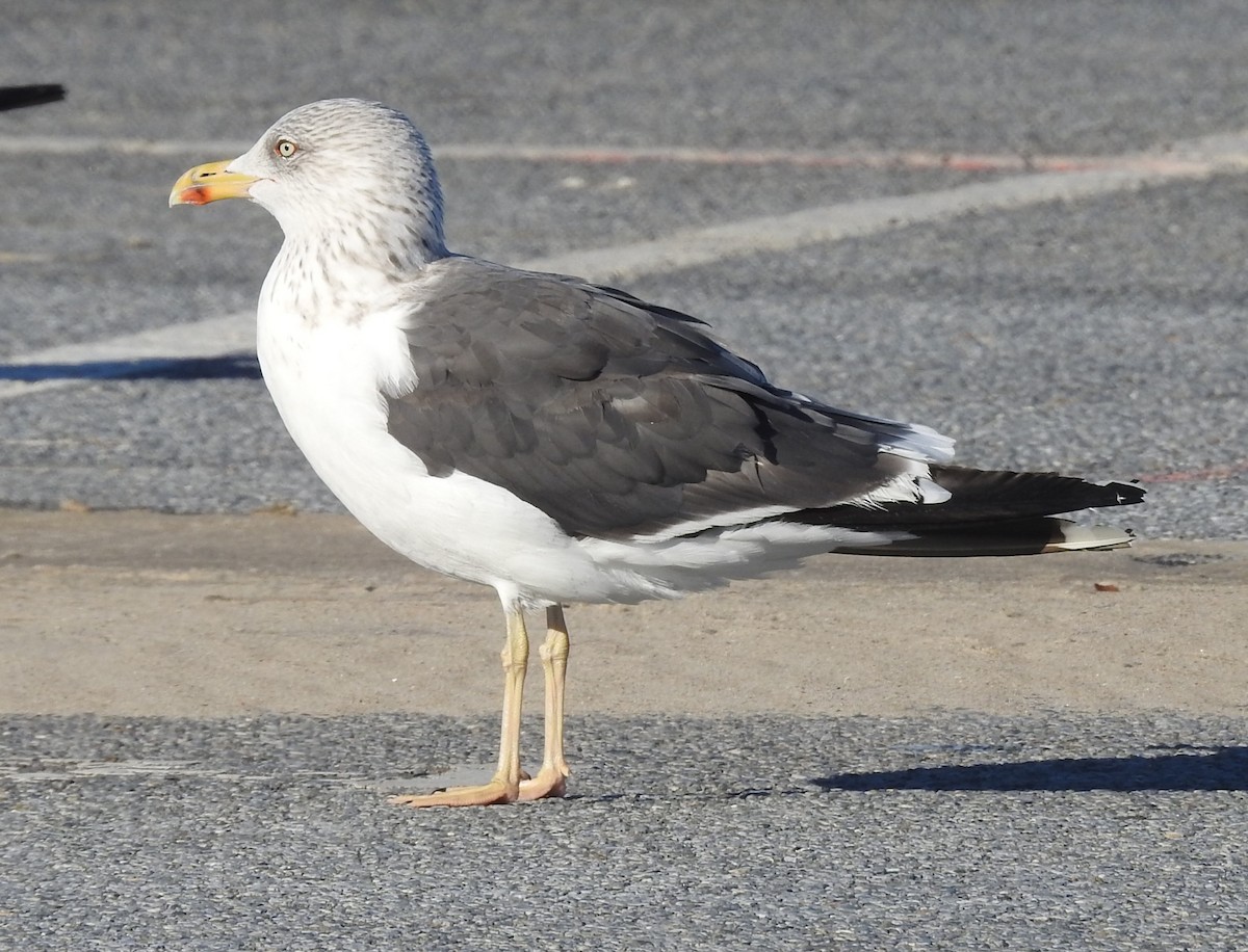 Lesser Black-backed Gull - ML644530321