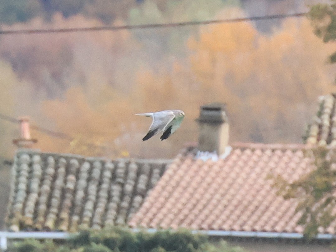 Aguilucho Papialbo - ML644530343