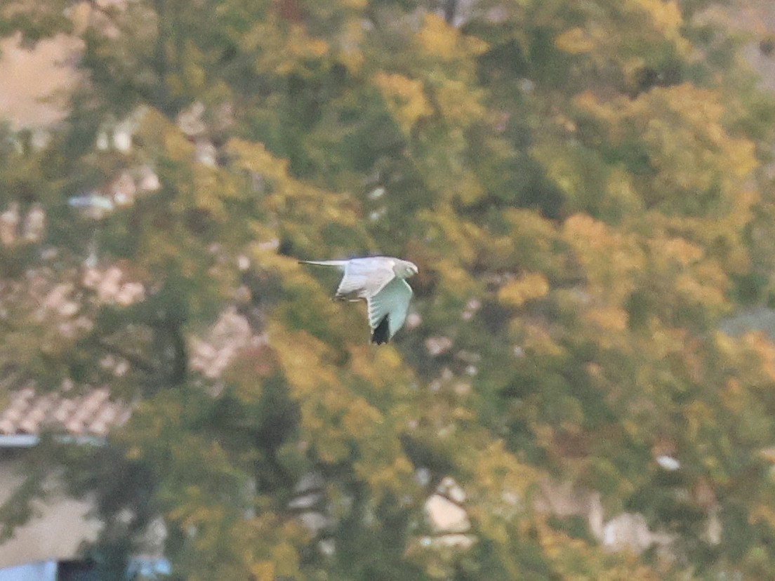 Aguilucho Papialbo - ML644530344