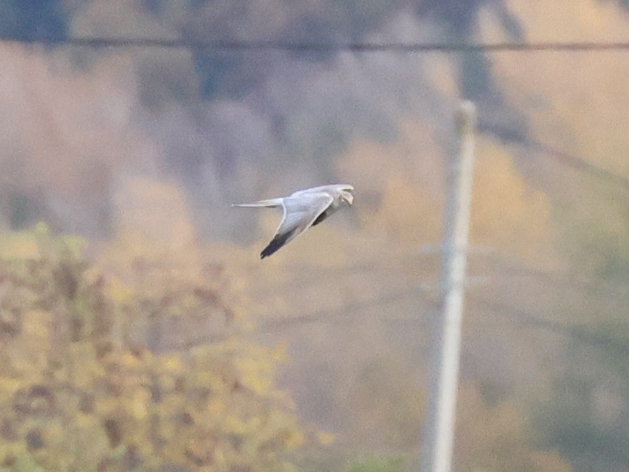 Aguilucho Papialbo - ML644530345