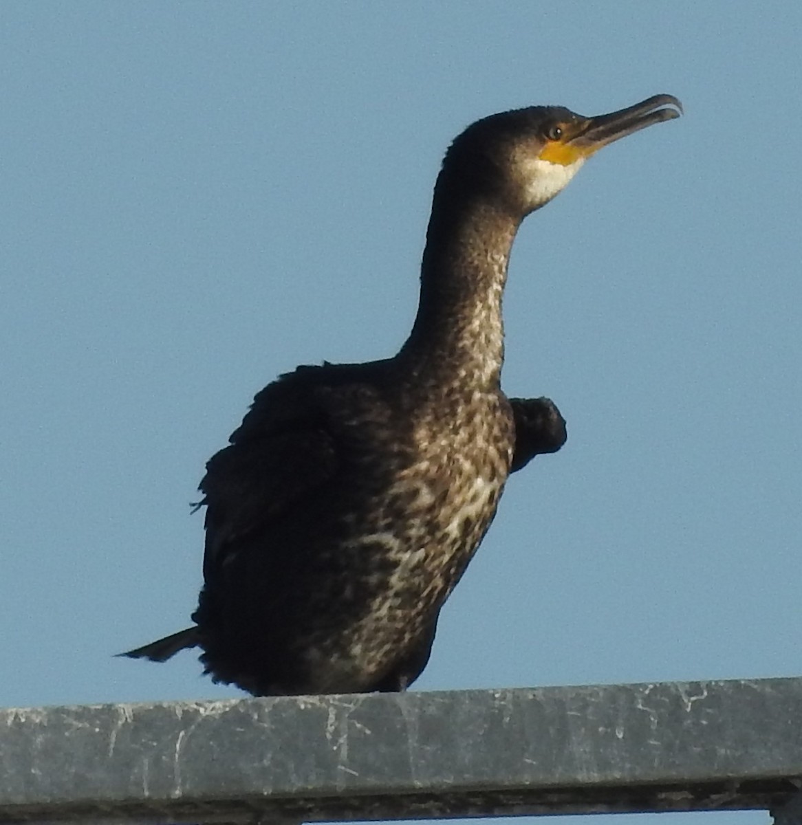 Great Cormorant - ML644530349