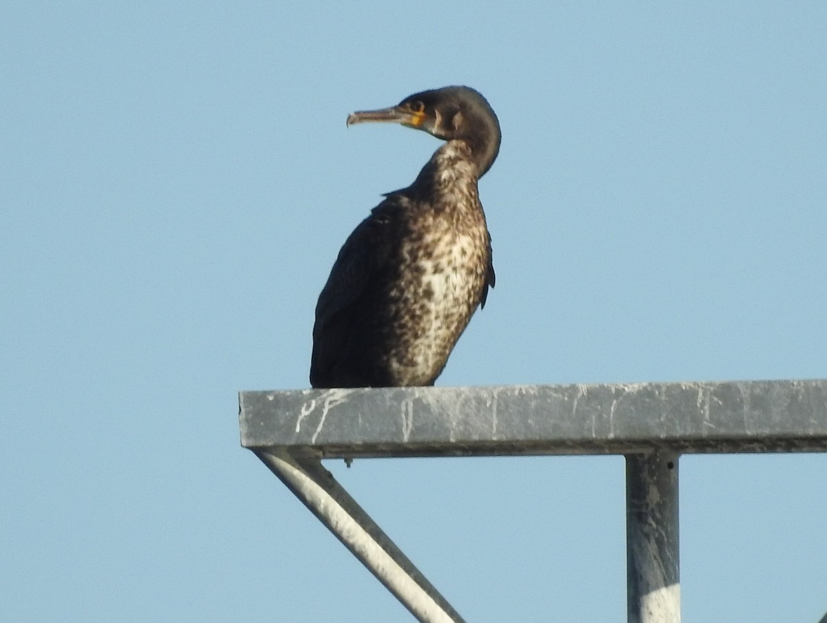 Great Cormorant - ML644530350