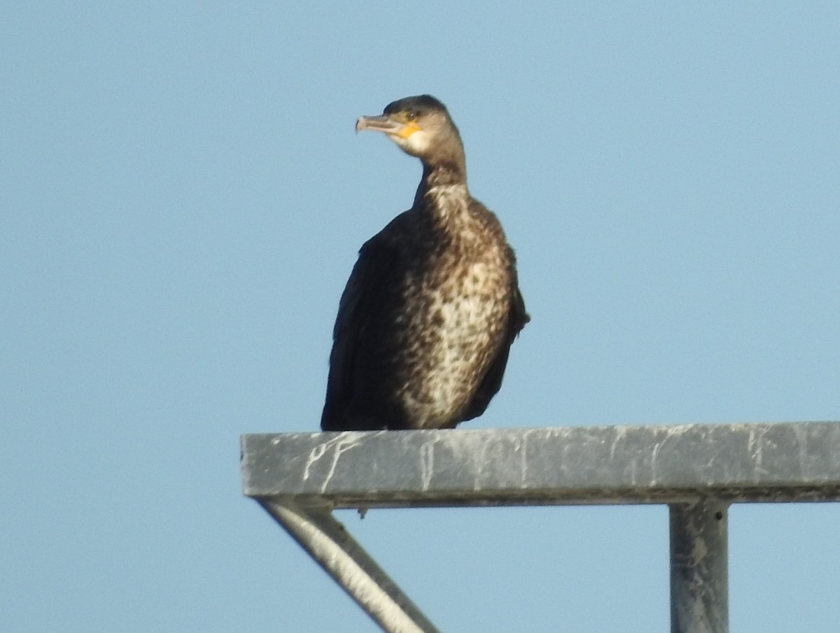 Great Cormorant - ML644530352