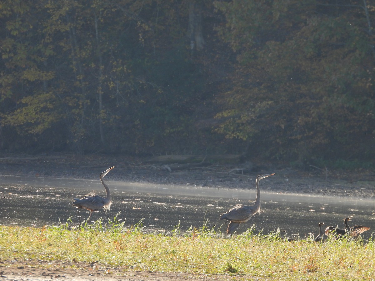 Great Blue Heron - ML644530354