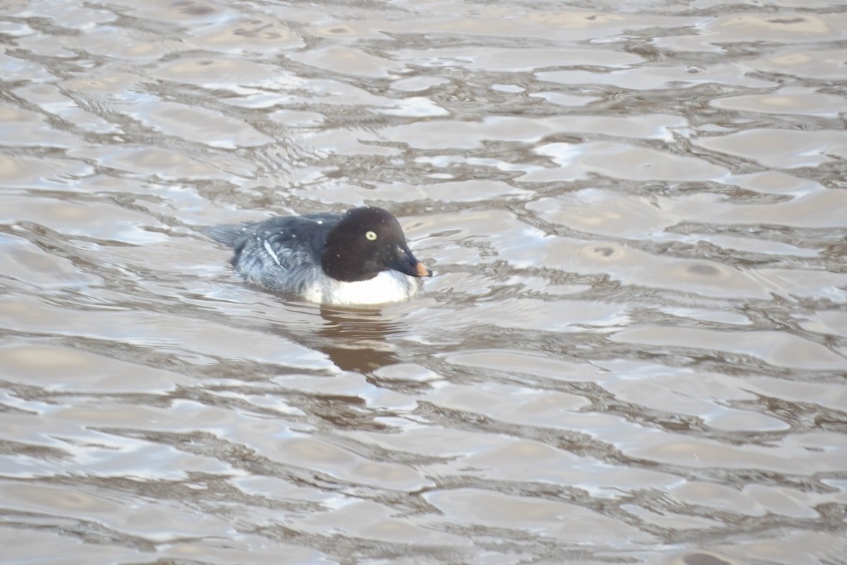 ホオジロガモ - ML644530355