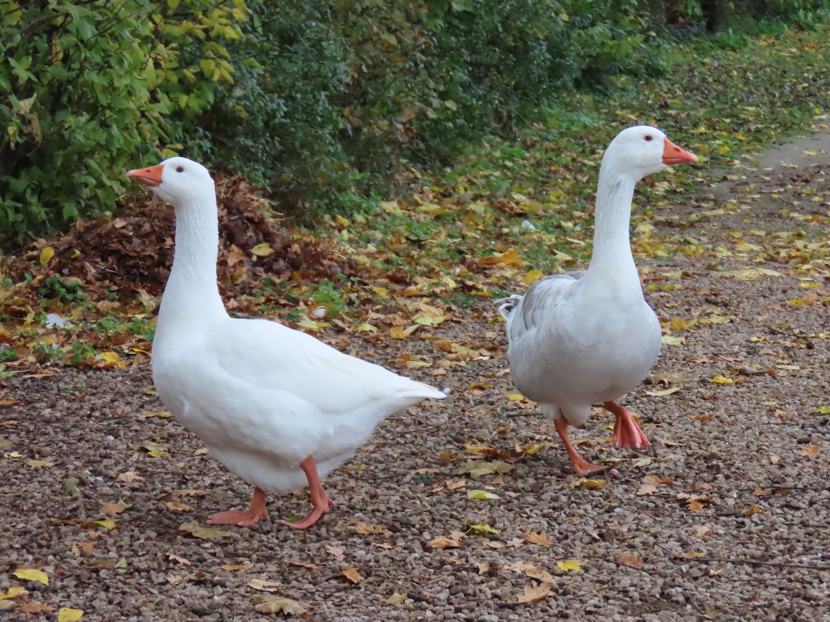 Domestic goose sp. (Domestic type) - ML644530366