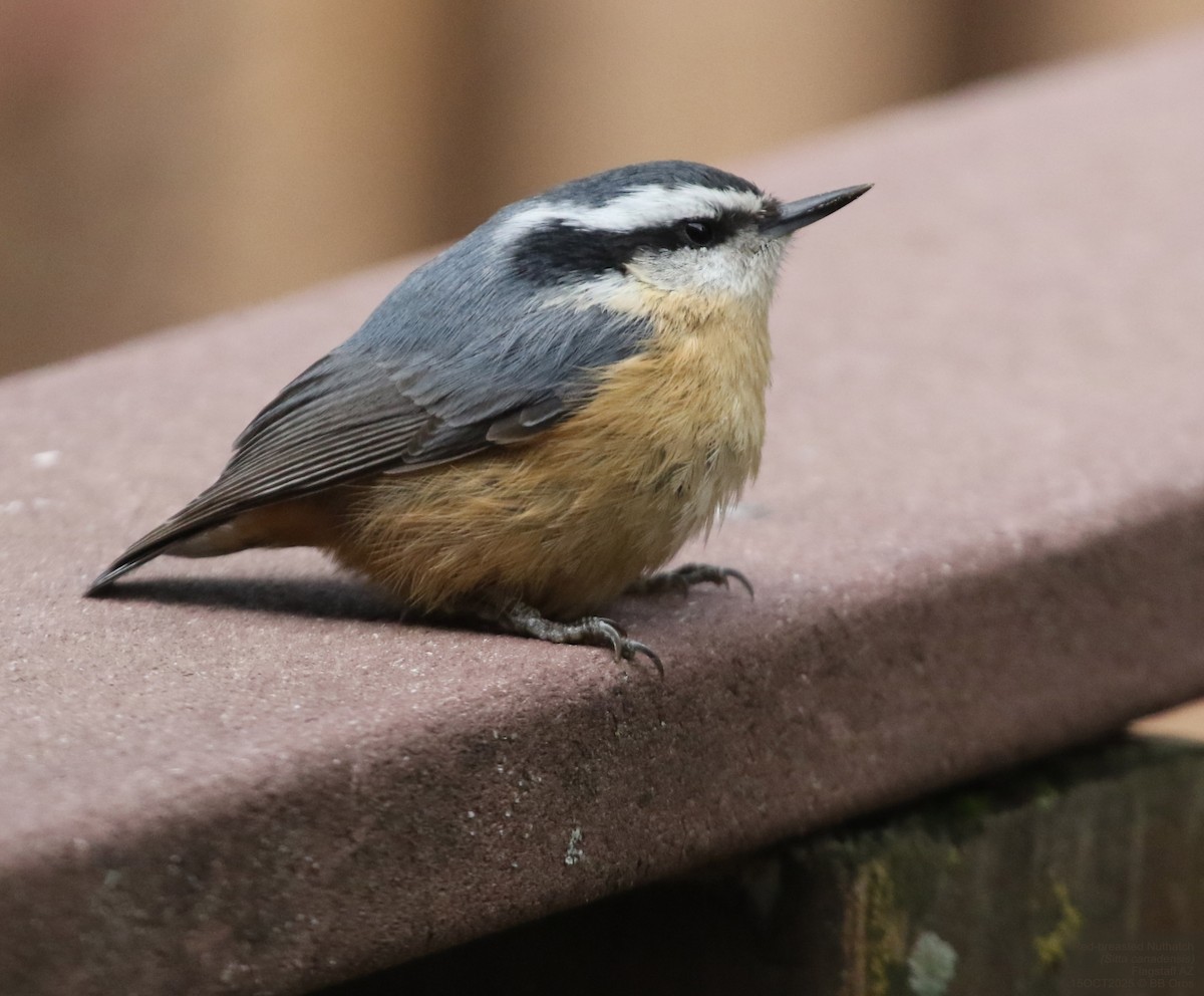 Rotbrustkleiber - ML644530375