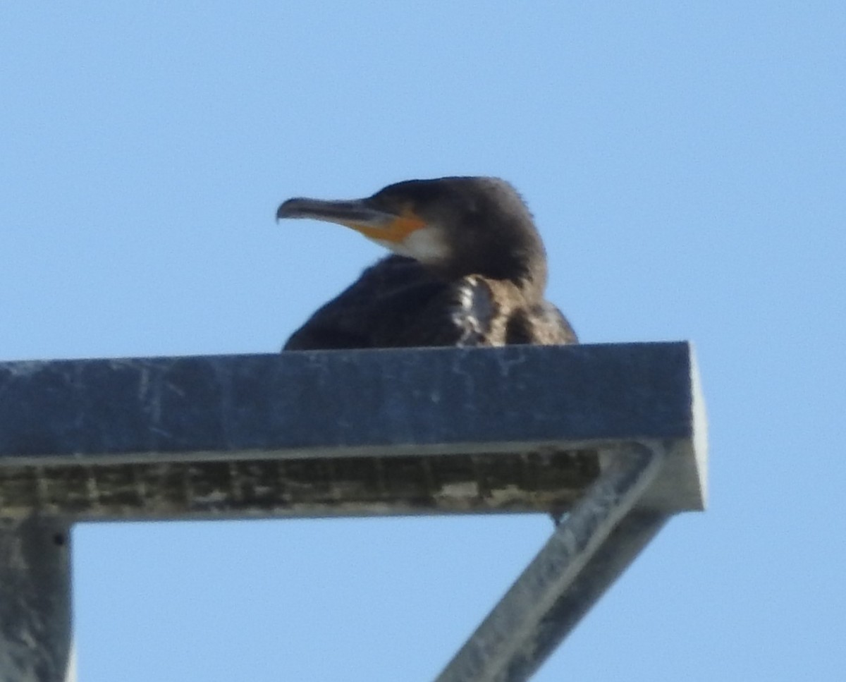 Great Cormorant - ML644530389