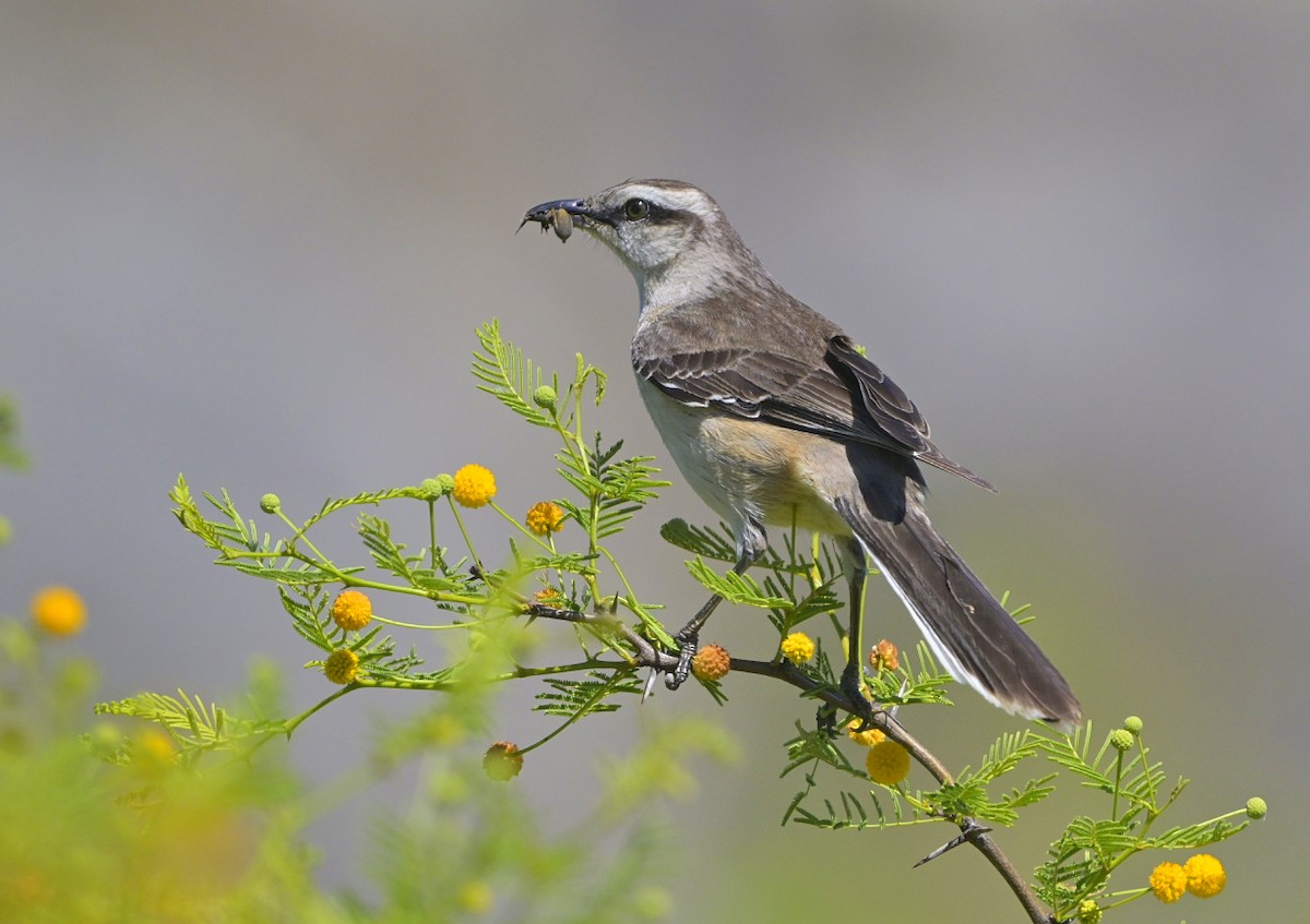 マミジロマネシツグミ - ML644530390