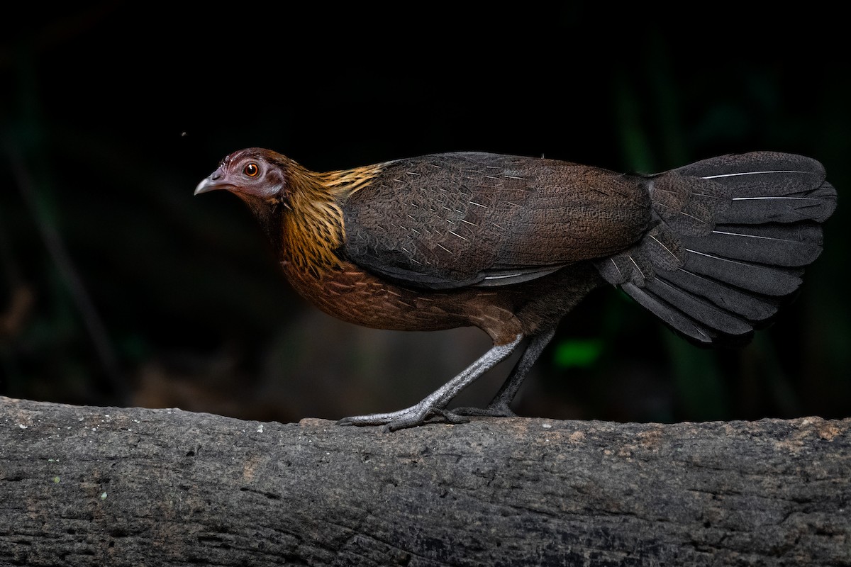 紅原雞 - ML644530391