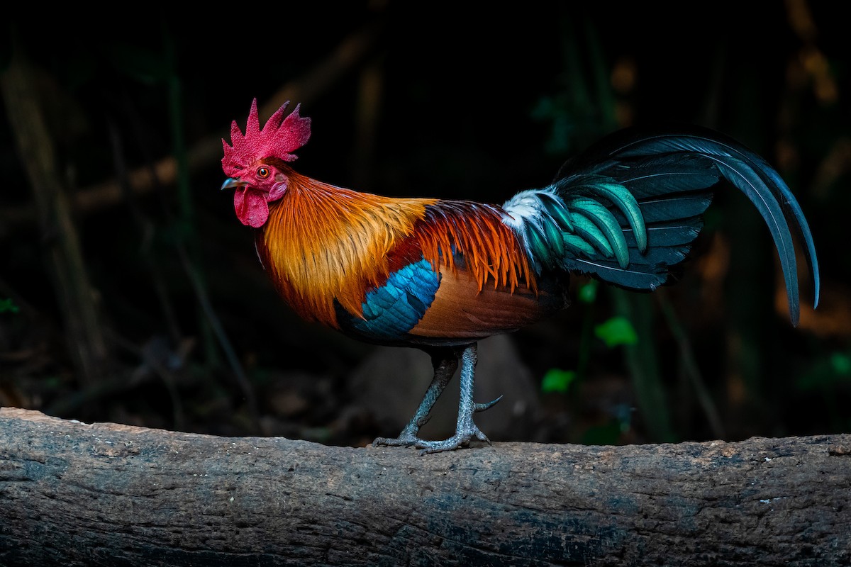 紅原雞 - ML644530392