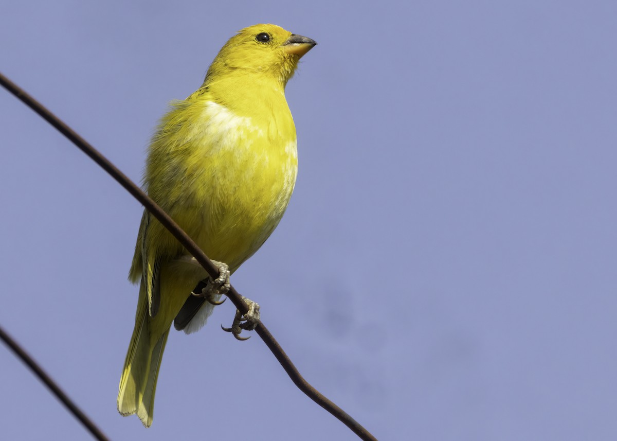 Saffron Finch - ML644530393