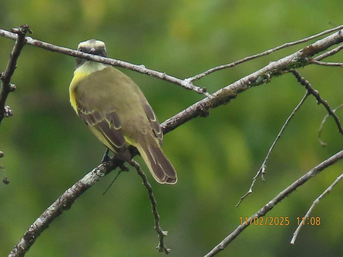 Social Flycatcher - ML644530398