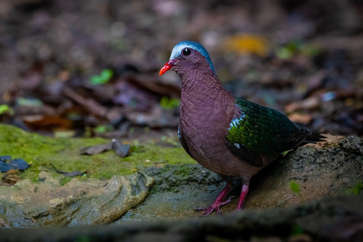 Asian Emerald Dove - ML644530399