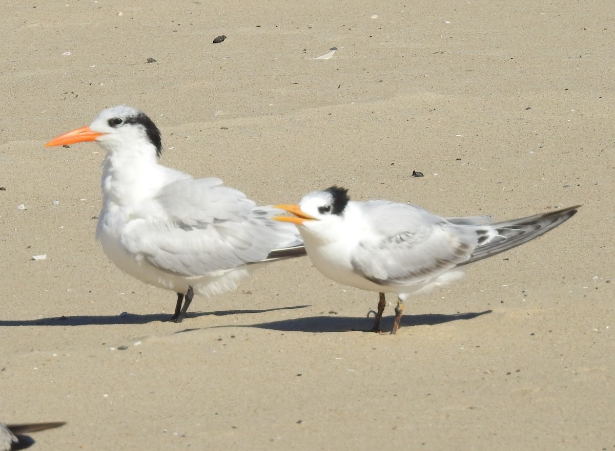 Royal Tern - ML644530402