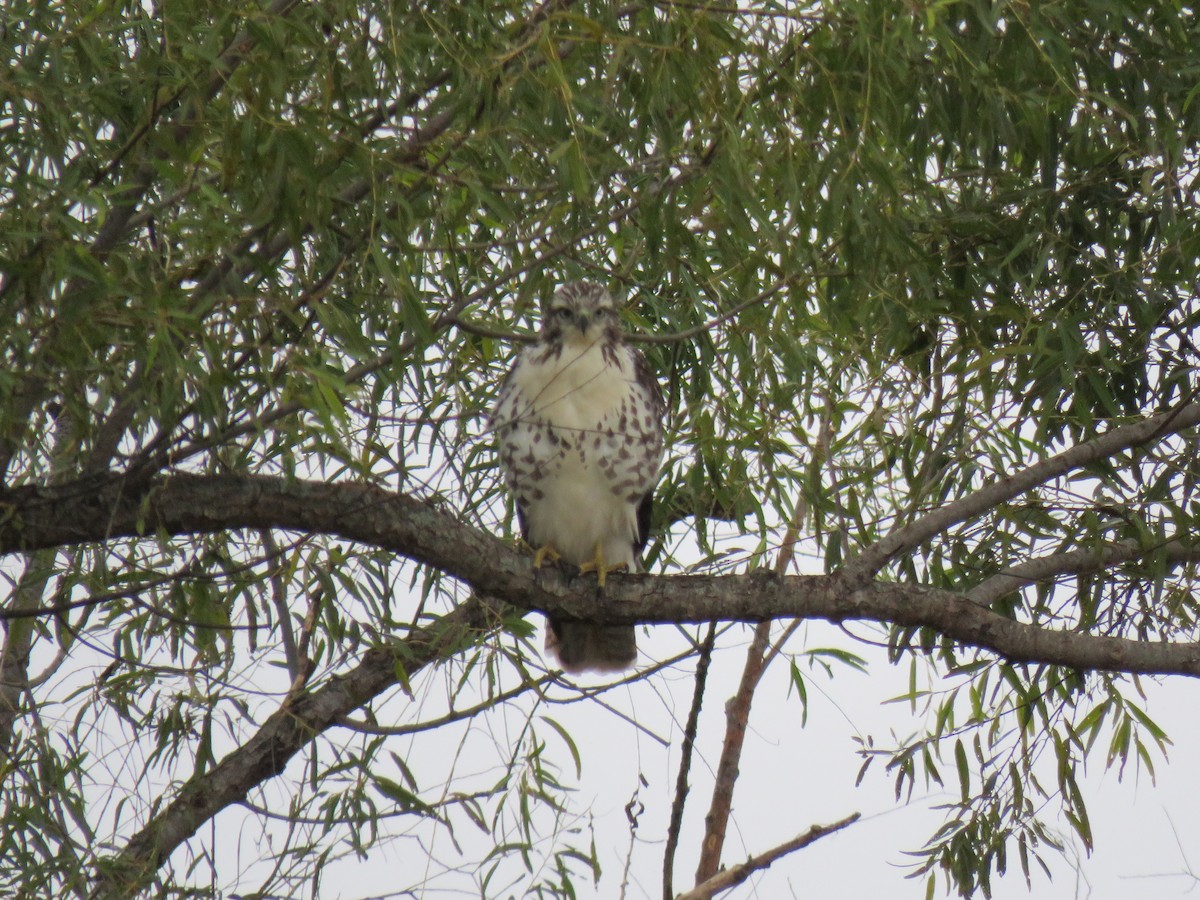 Poiana codarossa - ML644530407