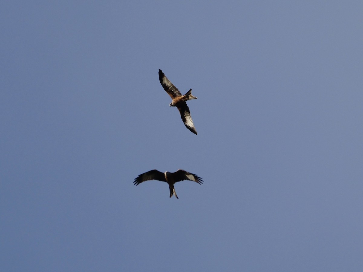 アカトビ - ML644530431