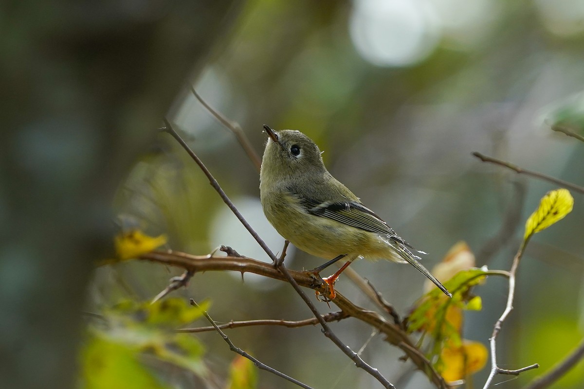 rubinfuglekonge - ML644530436